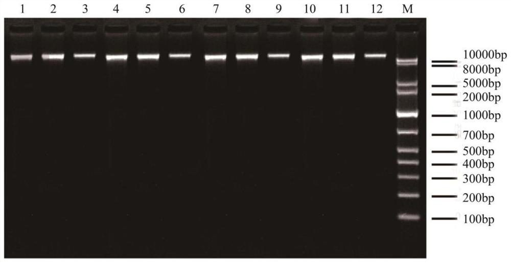 A kind of molecular marker primer and method for differentiating large flat apricot, Siberian apricot and fresh apricot