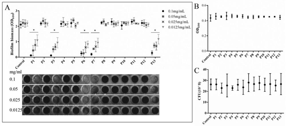 Amyloid hexapeptide and its application in broad-spectrum inhibition of bacterial and fungal biofilms