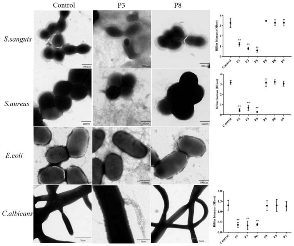 Amyloid hexapeptide and its application in broad-spectrum inhibition of bacterial and fungal biofilms