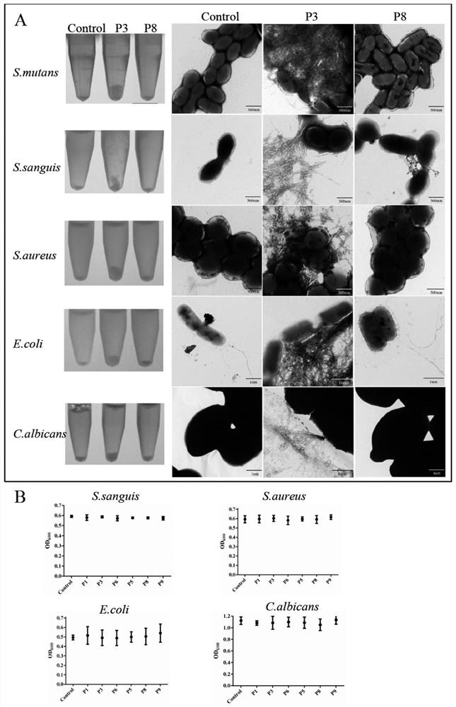 Amyloid hexapeptide and its application in broad-spectrum inhibition of bacterial and fungal biofilms