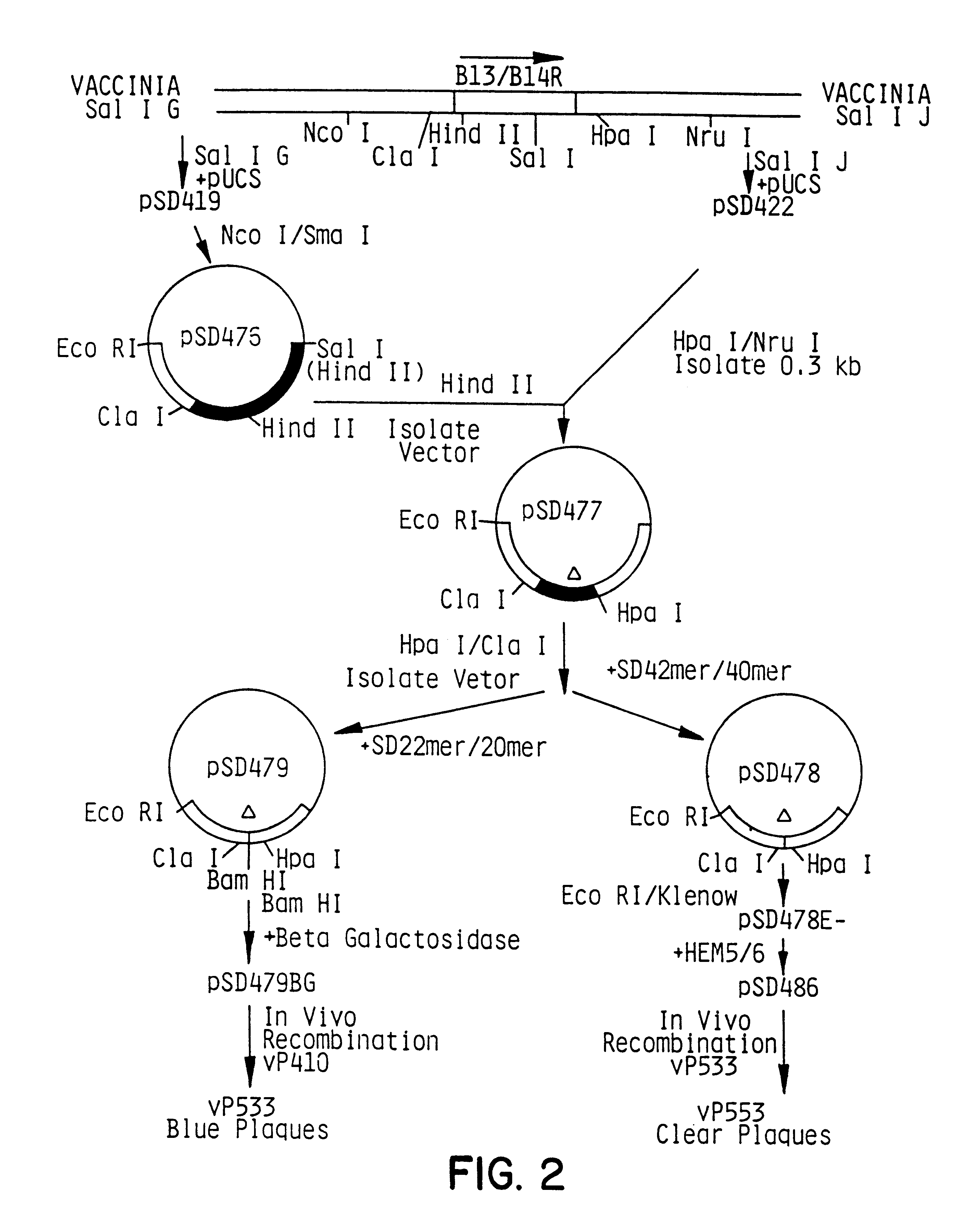 Recombinant poxvirus-cytomegalovirus compositions and uses