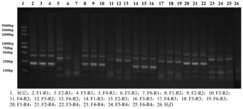 CRISPR nucleic acid detection kit for detecting novel coronavirus (2019-nCoV)