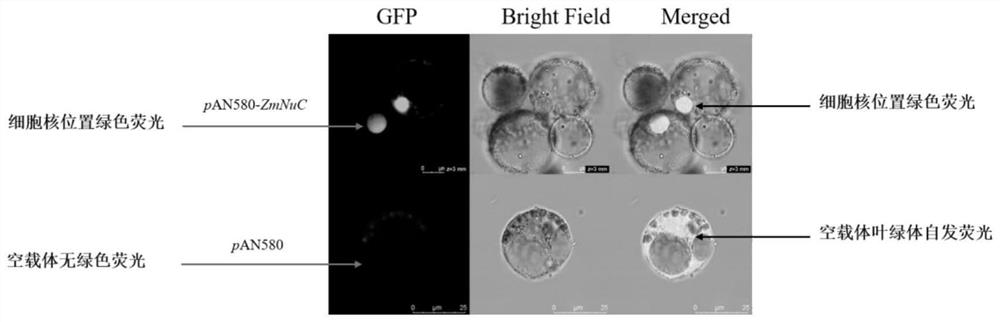 Application of ZmNuC gene and encoded protein thereof in resistance to maize rough dwarf disease