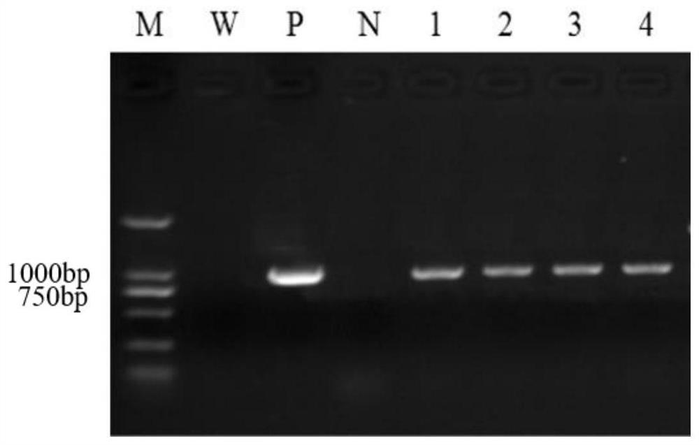 Application of ZmNuC gene and encoded protein thereof in resistance to maize rough dwarf disease