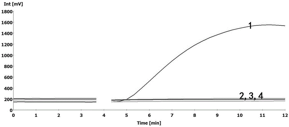 Schistosoma japonicum nucleic acid detection kit based on RPA and detection method