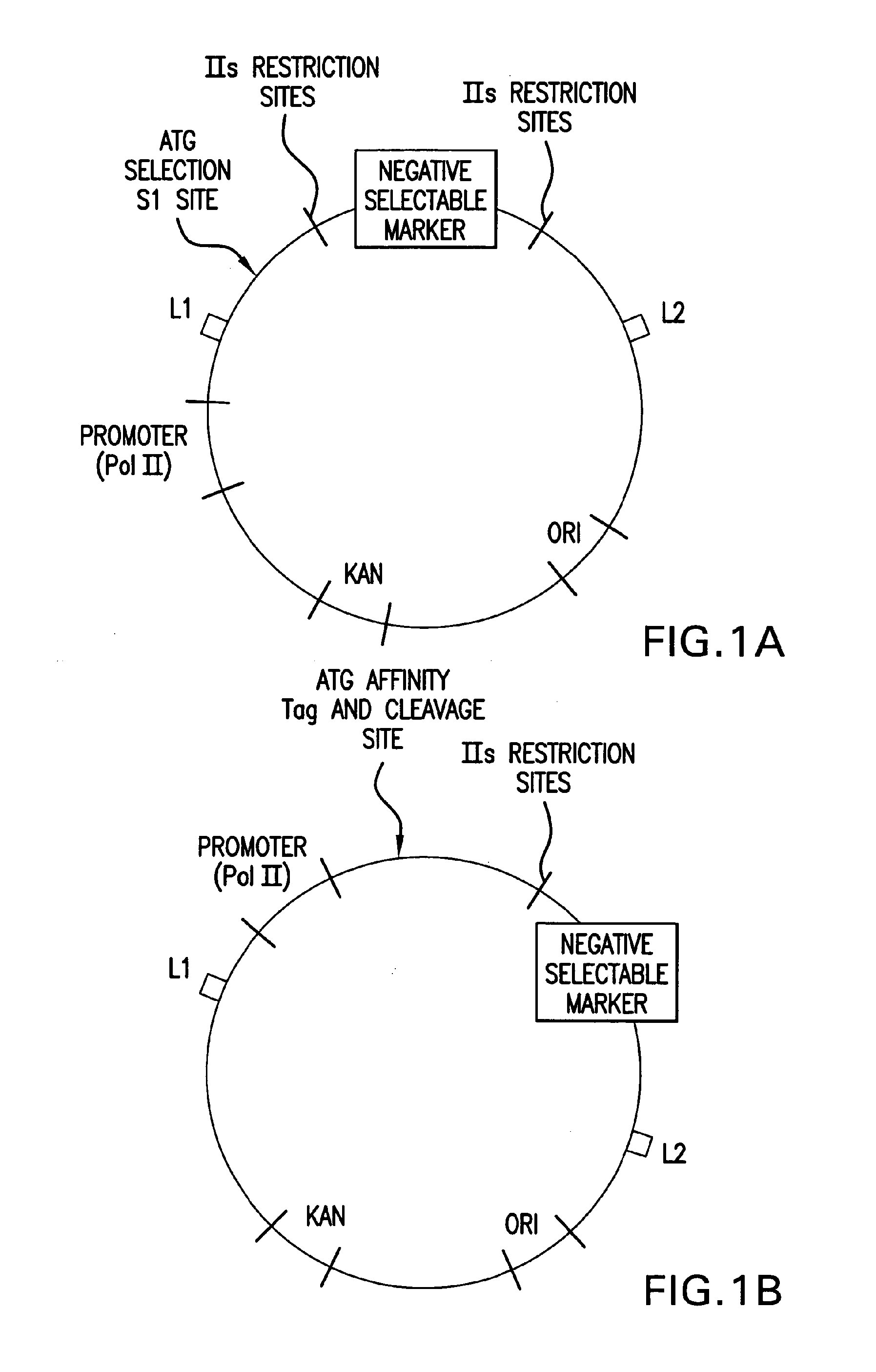 Methods and compositions for seamless cloning of nucleic acid molecules