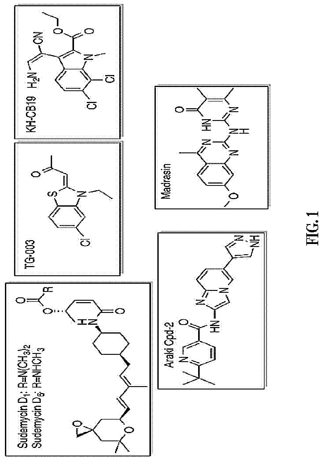Dual CLK/CDK1 inhibitors for cancer treatment