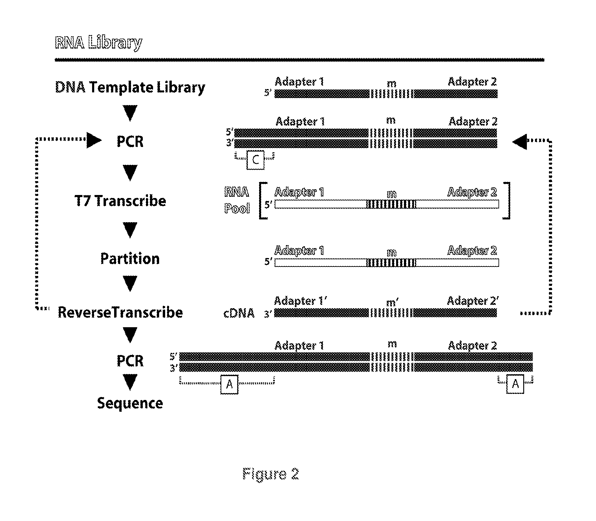 Library Compositions and Methods for Acyclic Identification of Aptamers