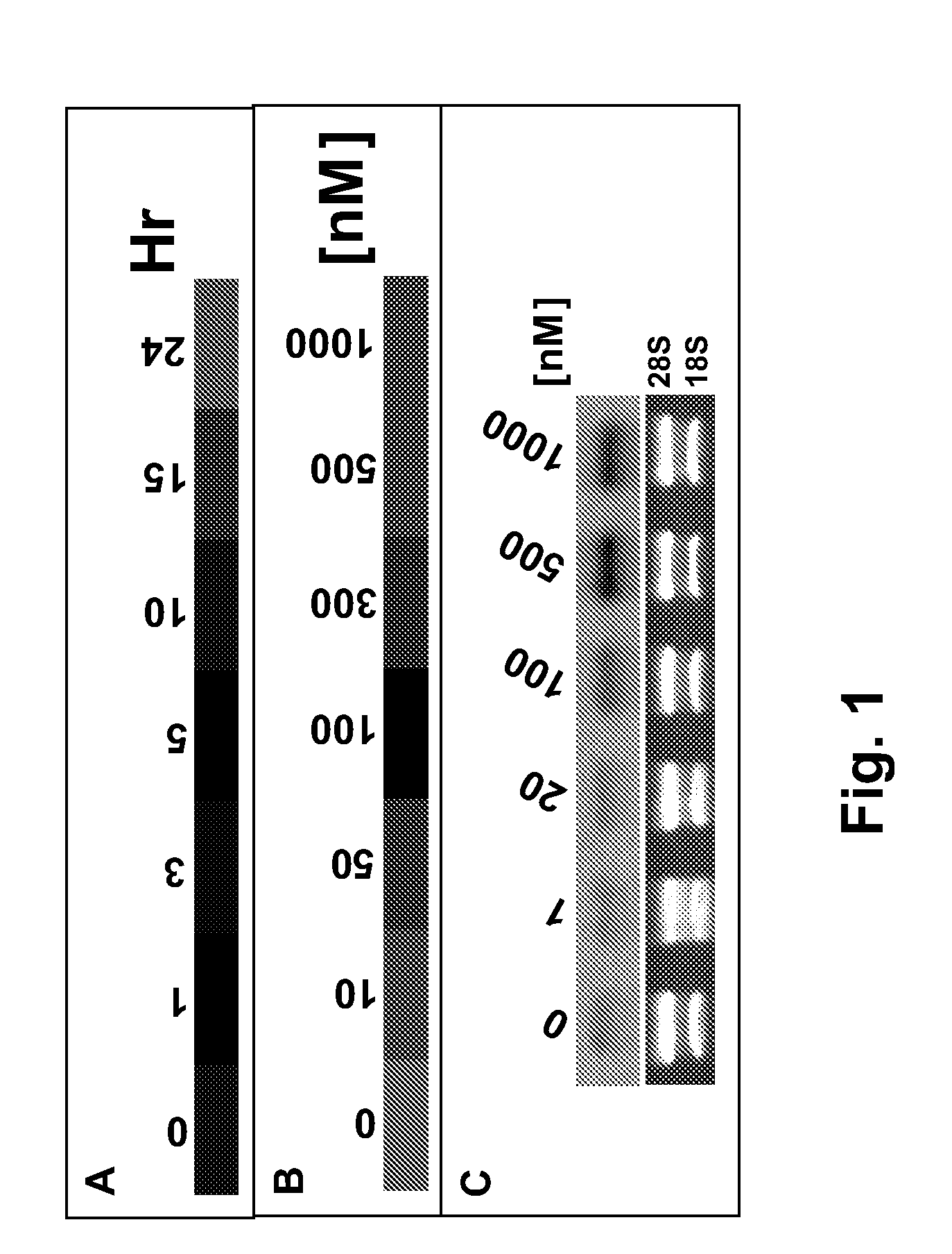 Small Molecule Intervention for Obesity