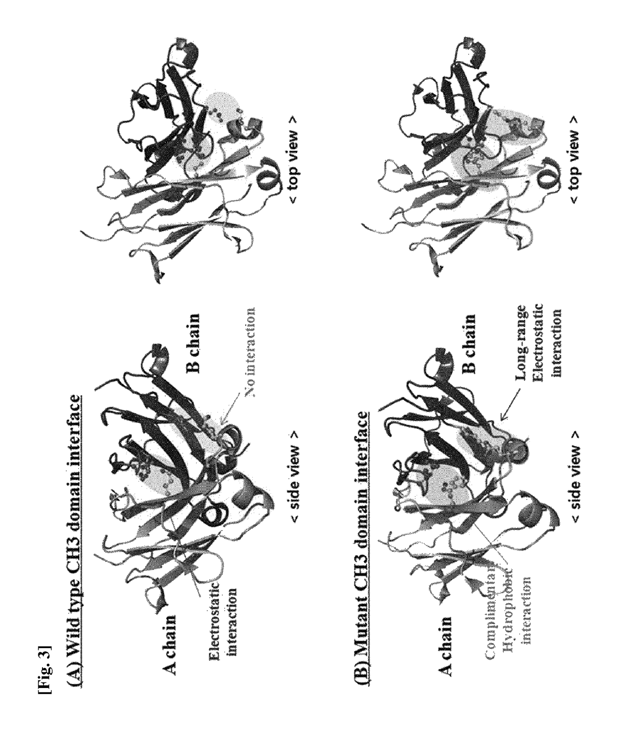 CH3 domain variant pair inducing formation of heterodimer of heavy chain constant region of antibody at high efficiency, method for preparing same, and use thereof