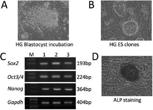 Mouse pluripotent stem cell line for erythroid specific high-expression GFP (Green Fluorescent Protein) and construction method of mouse pluripotent stem cell line