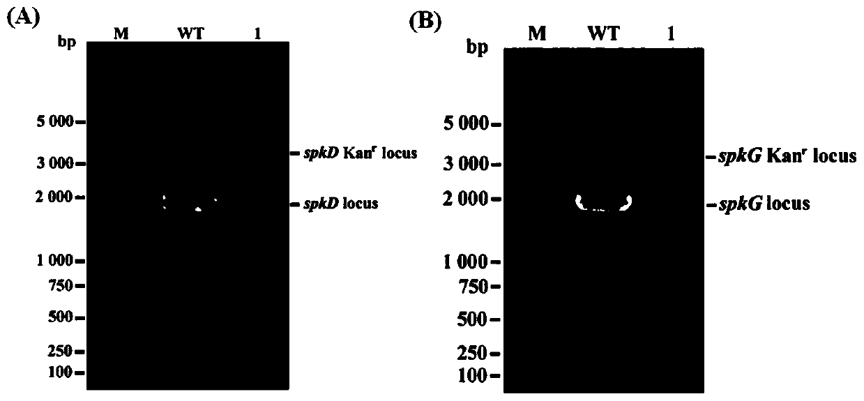 Method for adjusting and controlling synthesis of unsaturated fatty acid in synechocystis, and application thereof