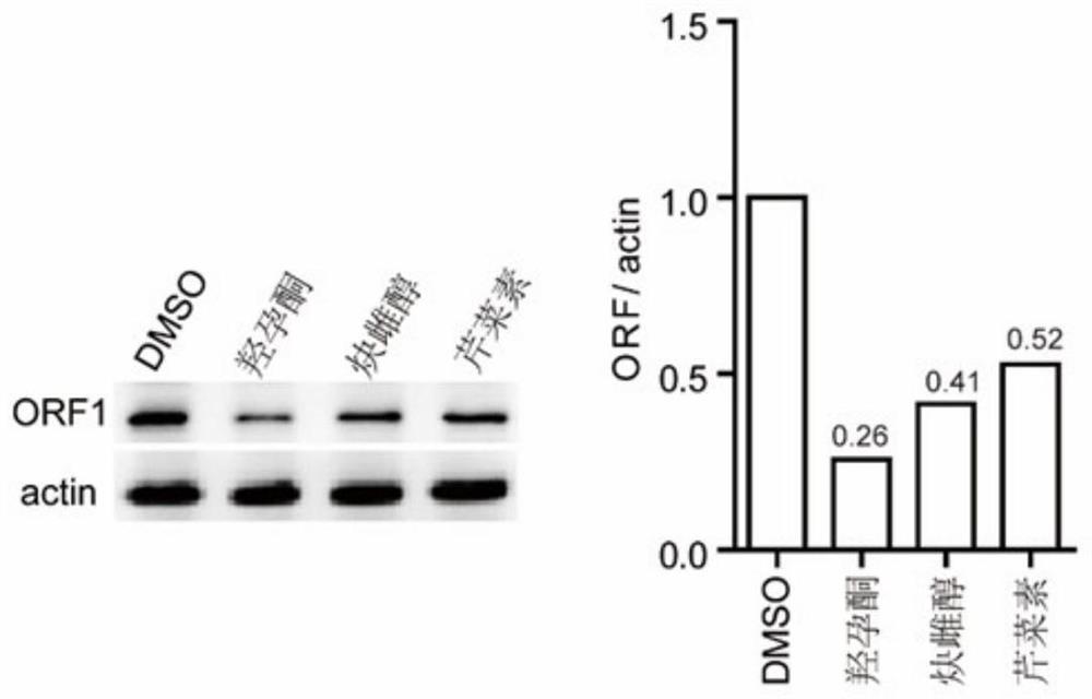 Anticancer drug screening model and screening method targeting line-1 ORF1 protein