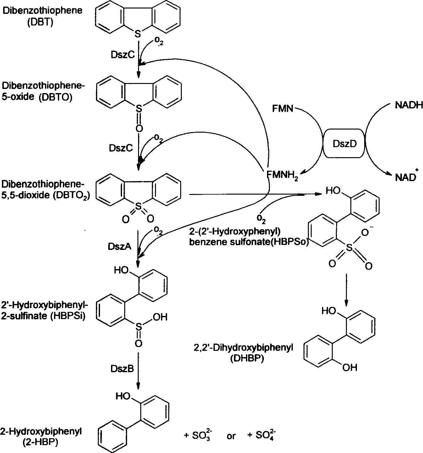 Sulfate-resistant Rhodococcus erythropolis and use thereof