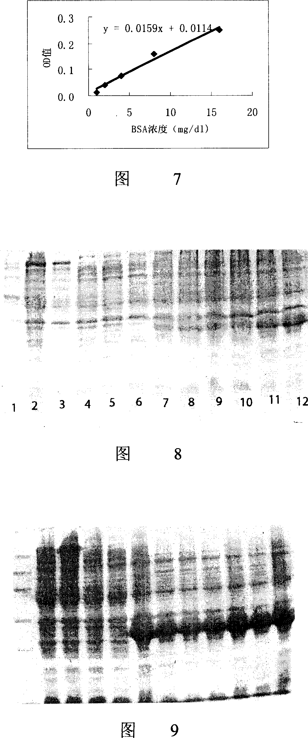 Gene expression product of extro-cellular domain amino end of human thyrotropin receptor, its preparing method and application in enzyme immune technology