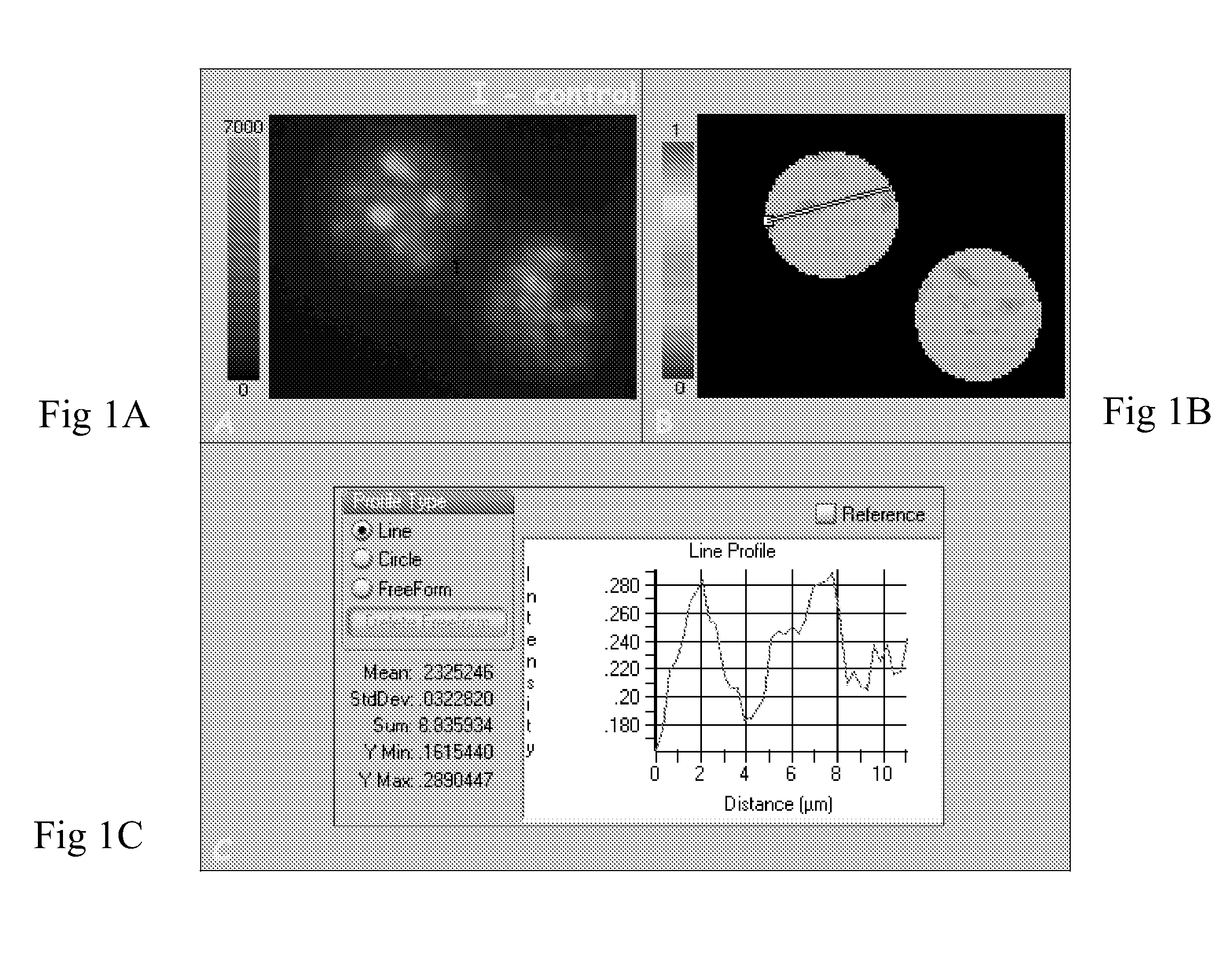 Method and system for measuring membrane potential based on fluorescence polarization