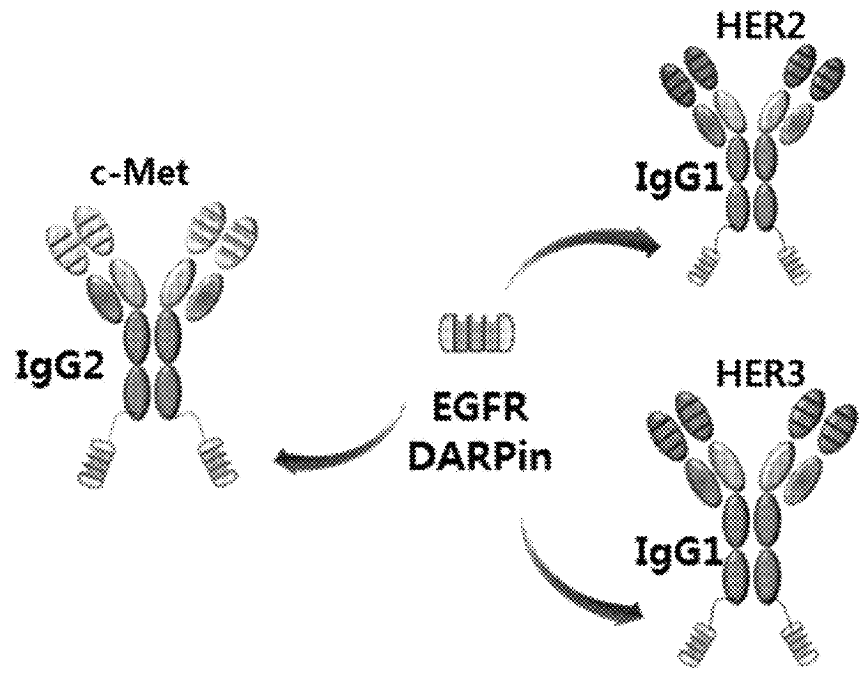 Bispecific chimeric proteins comprising DARPins