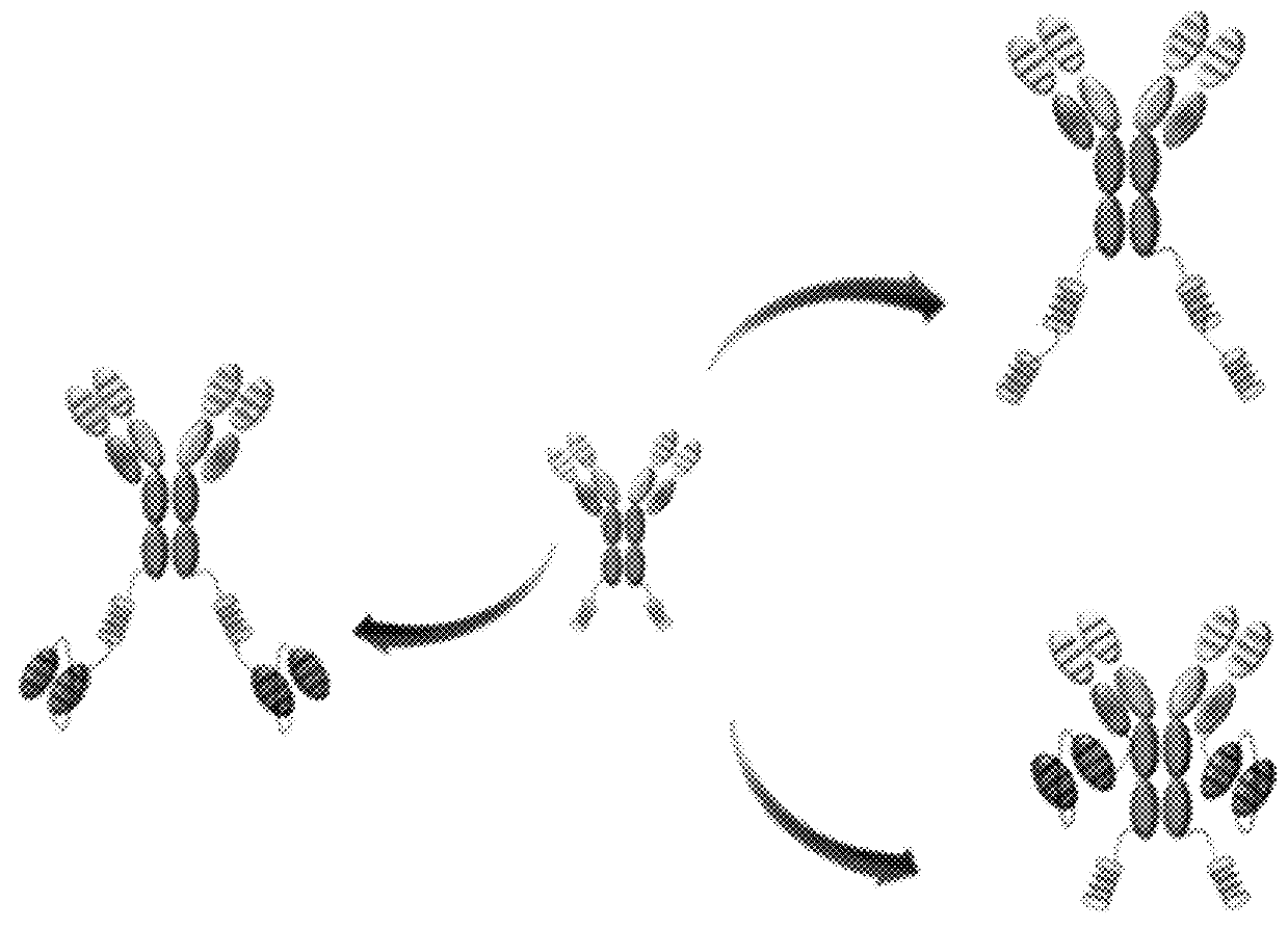 Bispecific chimeric proteins comprising DARPins