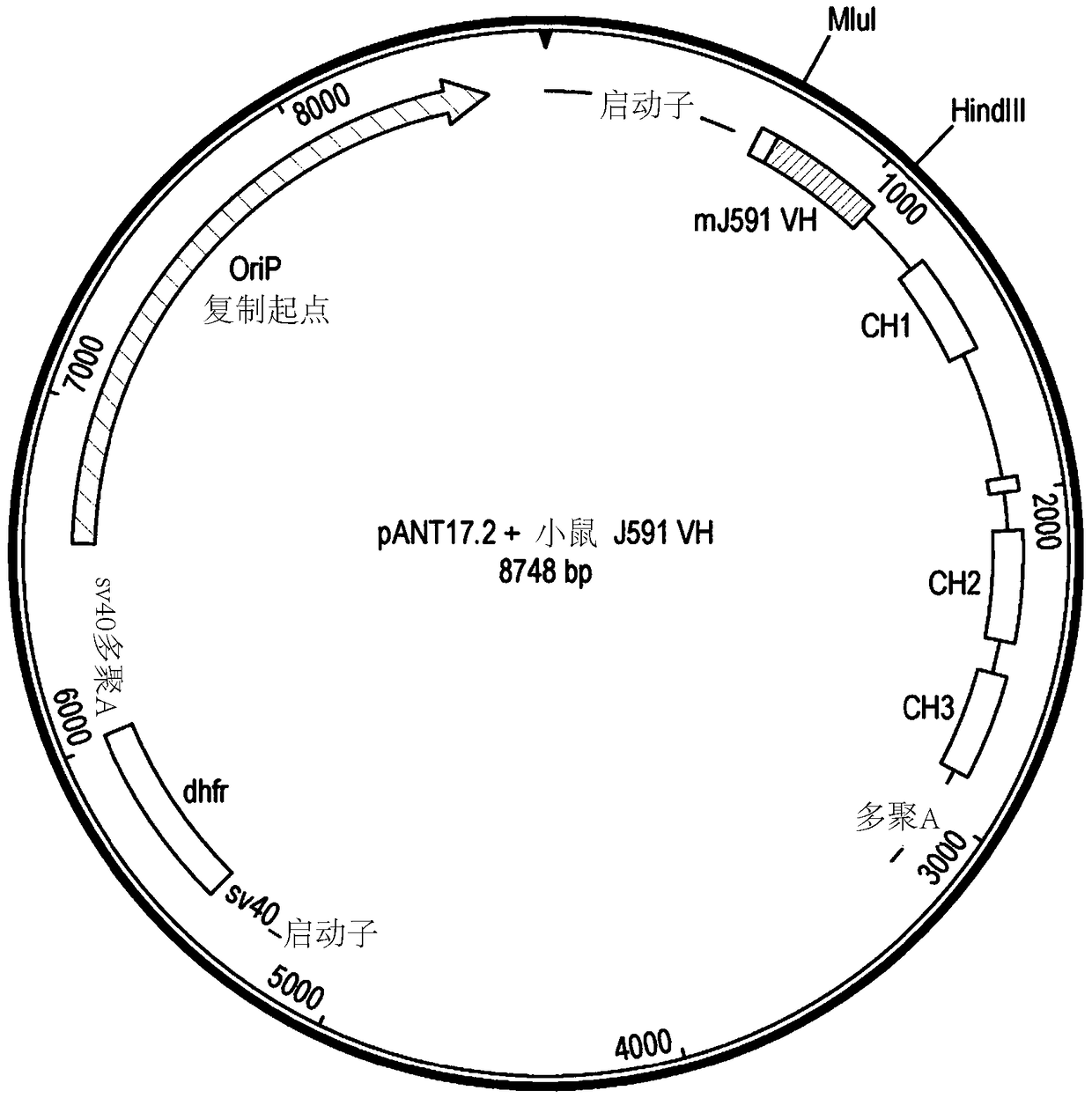 Antibodies, uses thereof and conjugates thereof