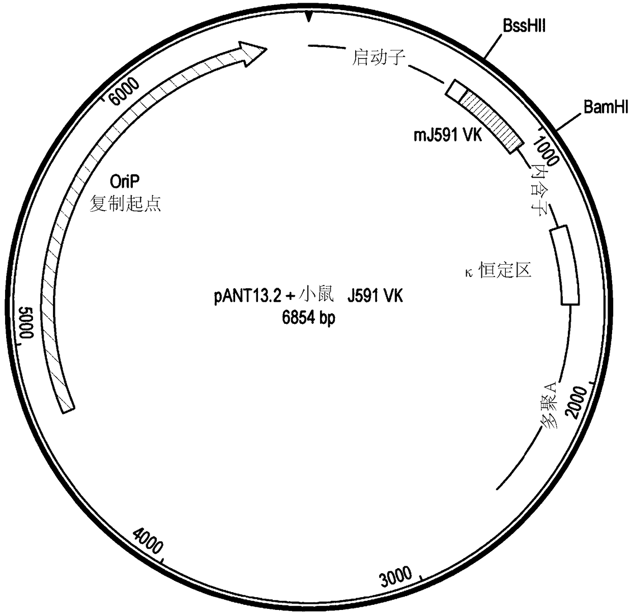 Antibodies, uses thereof and conjugates thereof