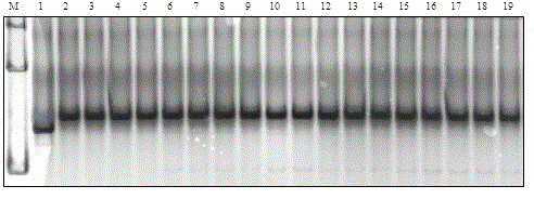 Functional molecular marker for rice anti-blast gene Pi9 and application thereof