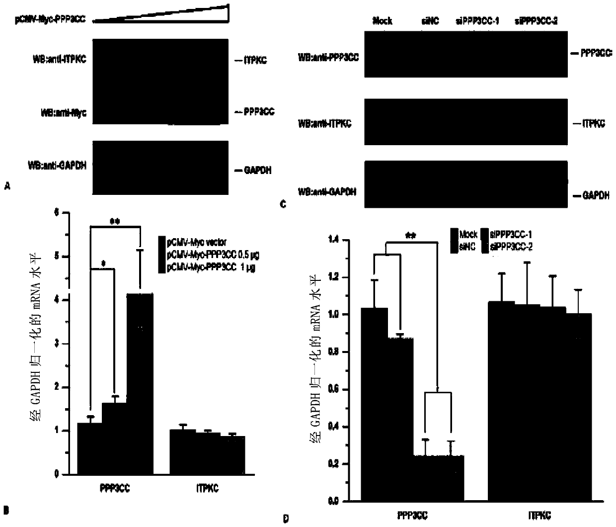 Application of PPP3CC gene or expression product thereof in treatment of Kawasaki disease