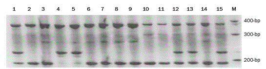 Molecular marker for rice aroma gene and application thereof