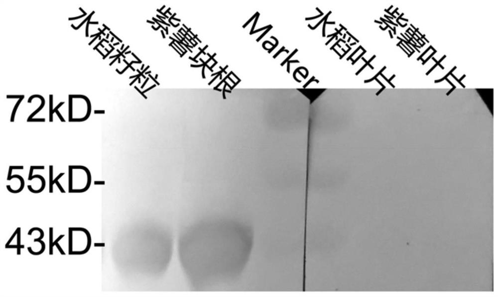 Anthocyanin synthase epitope peptide and its antibody and application