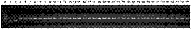 Specific SNP (Single Nucleotide Polymorphism) co-dominant molecular marker primer in rice brown planthopper resistance gene BPH9 gene and application