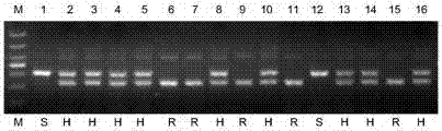 Specific SNP (Single Nucleotide Polymorphism) co-dominant molecular marker primer in rice brown planthopper resistance gene BPH9 gene and application