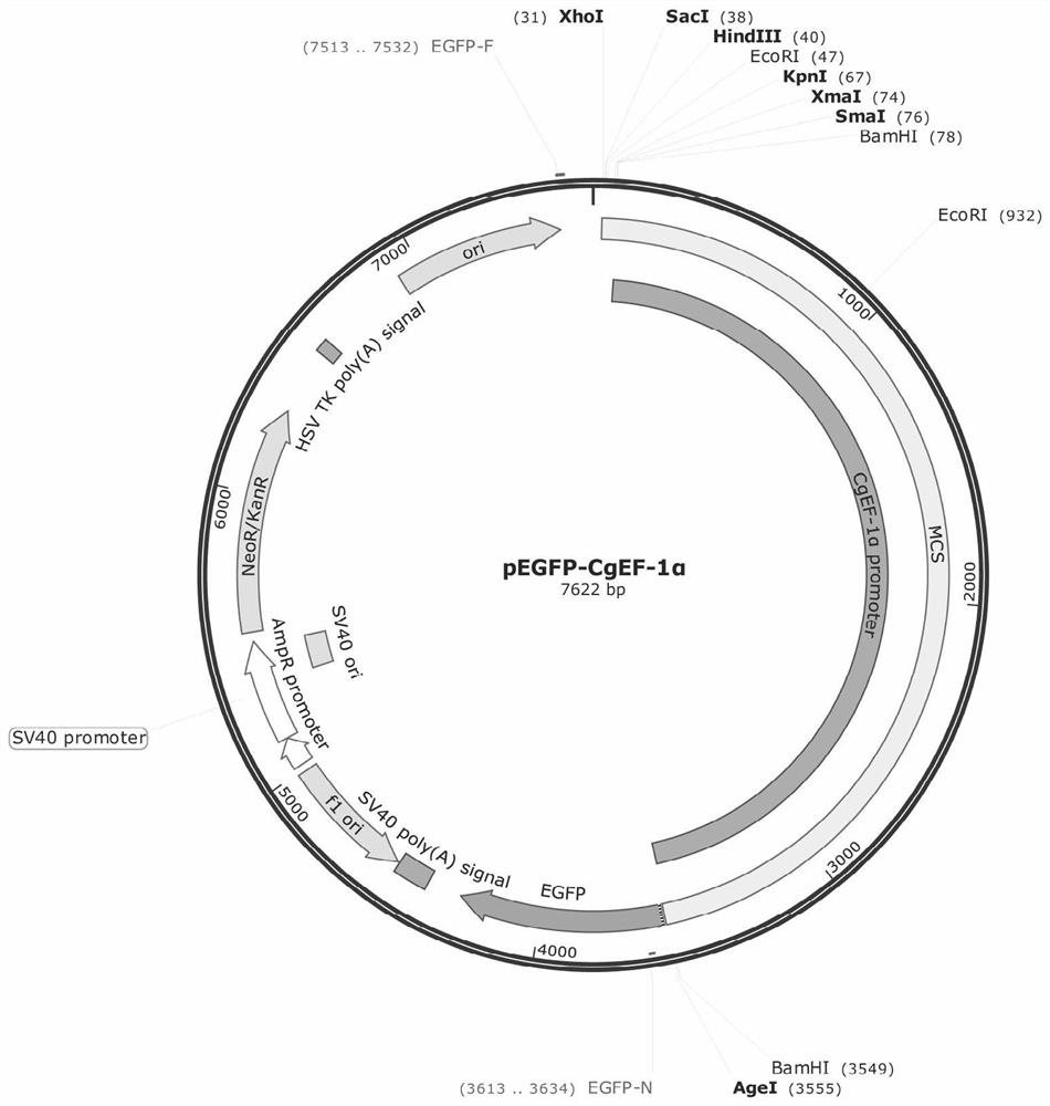 A kind of long oyster ef-1α promoter and its recombinant vector and application