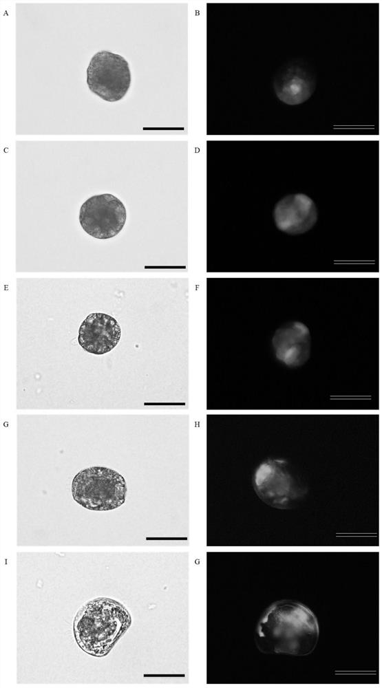 A kind of long oyster ef-1α promoter and its recombinant vector and application