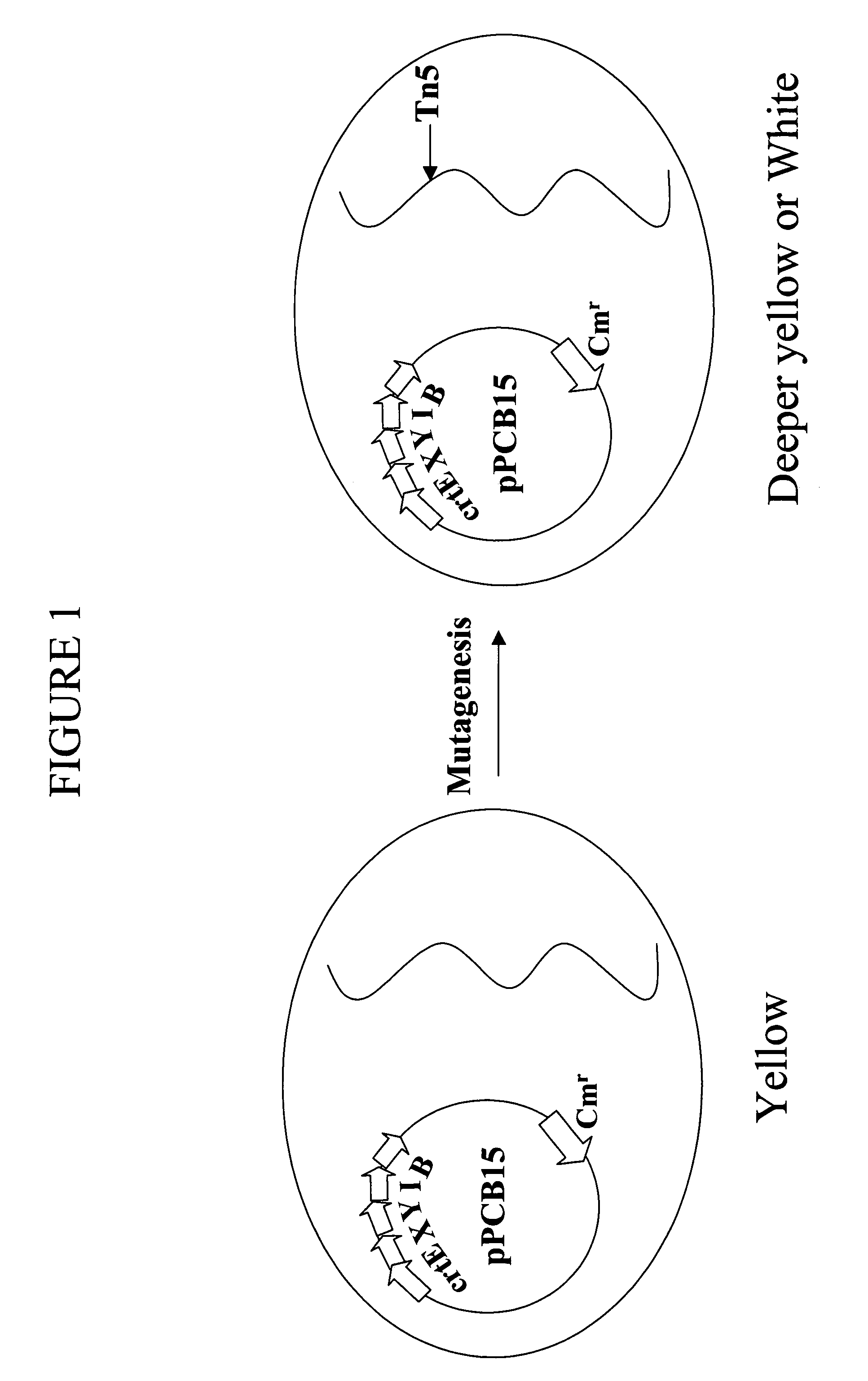 Mutations affecting plasmid copy number