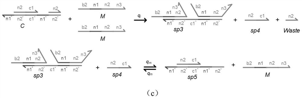 An implementation method for solving a circle and straight line equation set intersection point based on DNA strand displacement