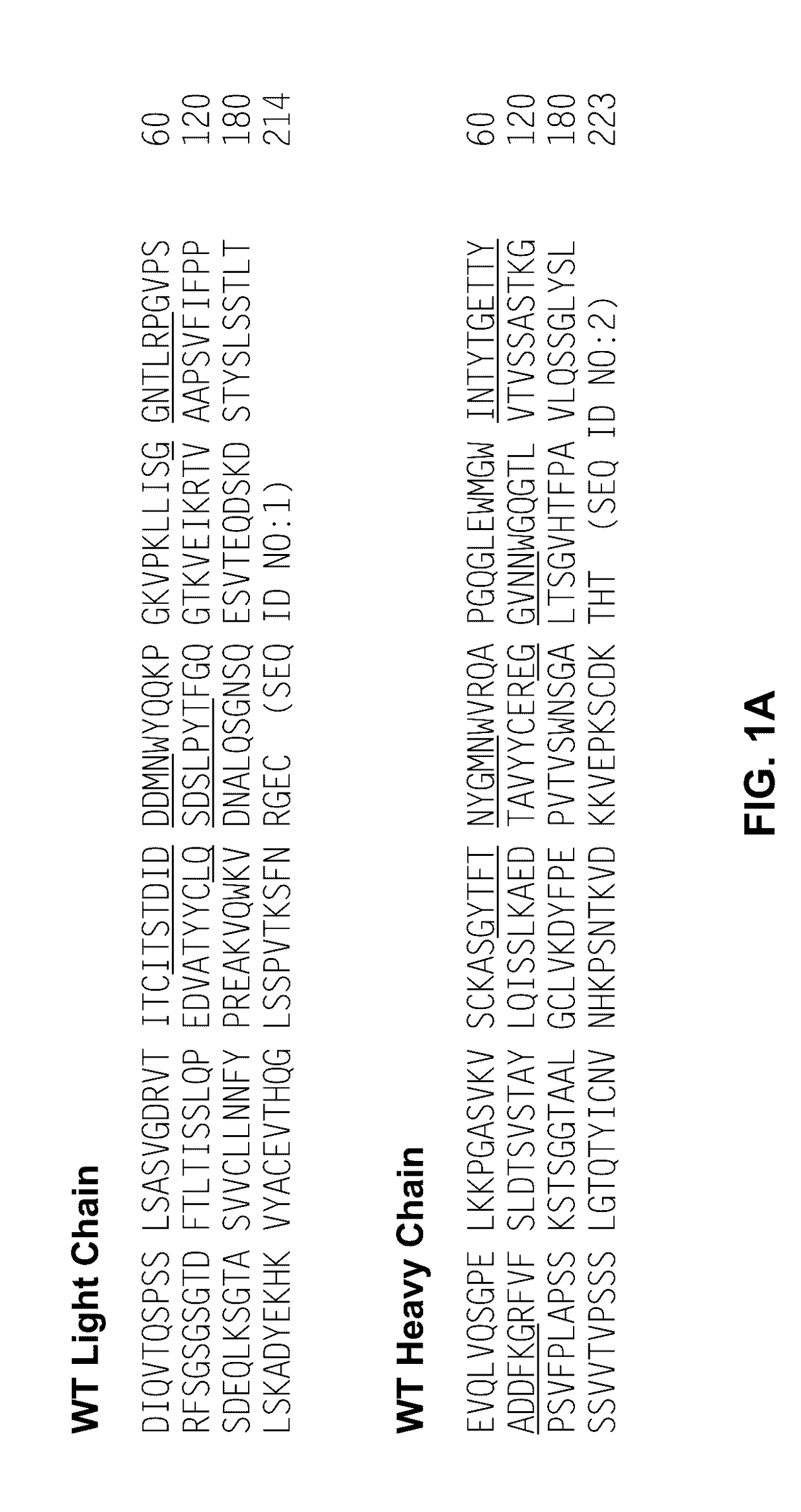 Anti-factor d antibody variant conjugates and uses thereof