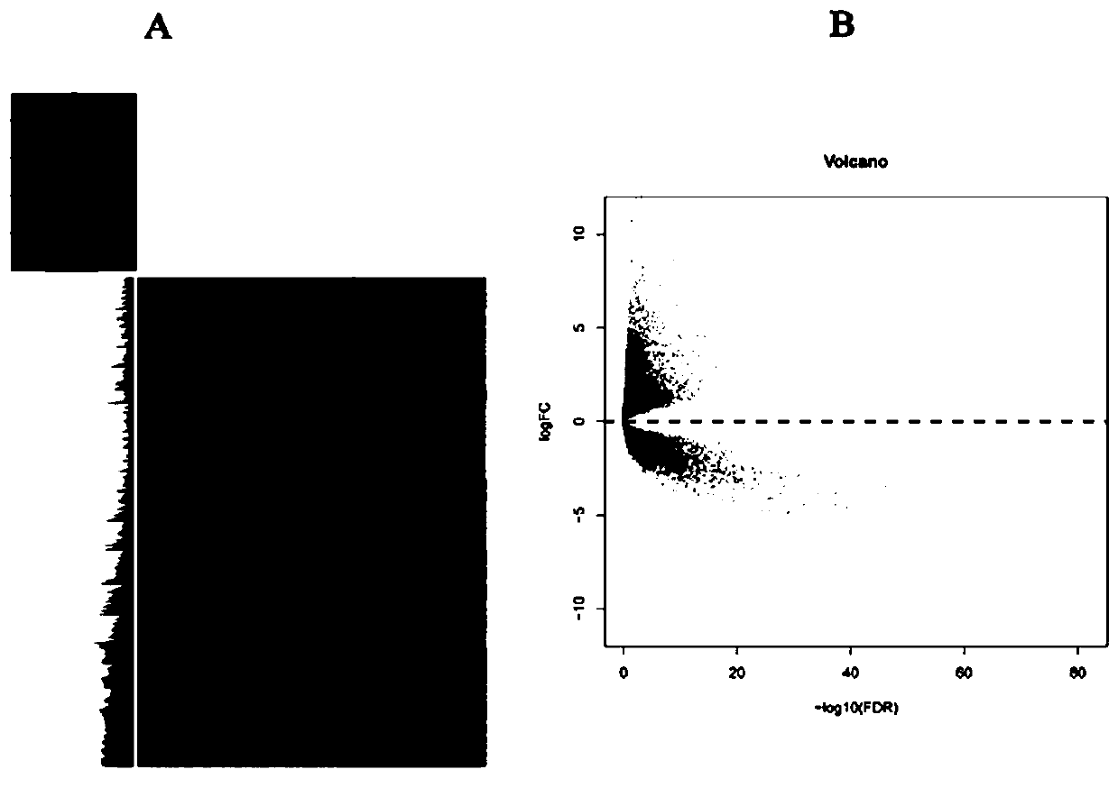 Method for predicting prognosis based on combined analysis of rectal cancer transcriptome genes and methylation and model application