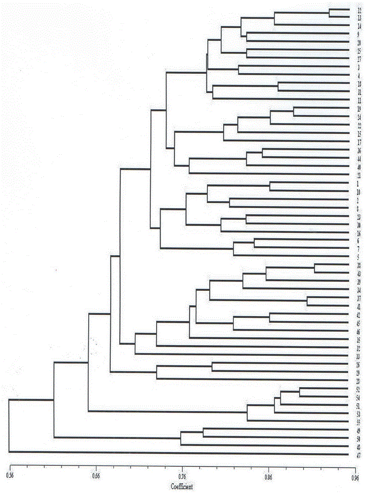 Method for identifying prunus persica plant species based on SSR molecular markers