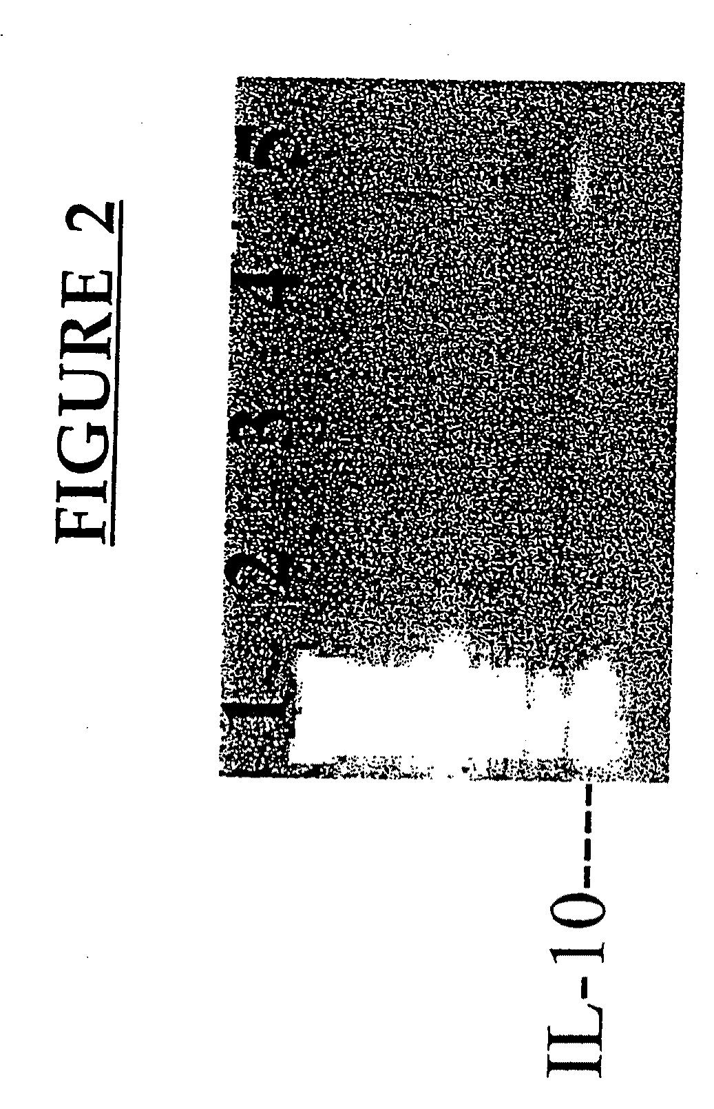 Methods and Compositions For Modulating Immunity