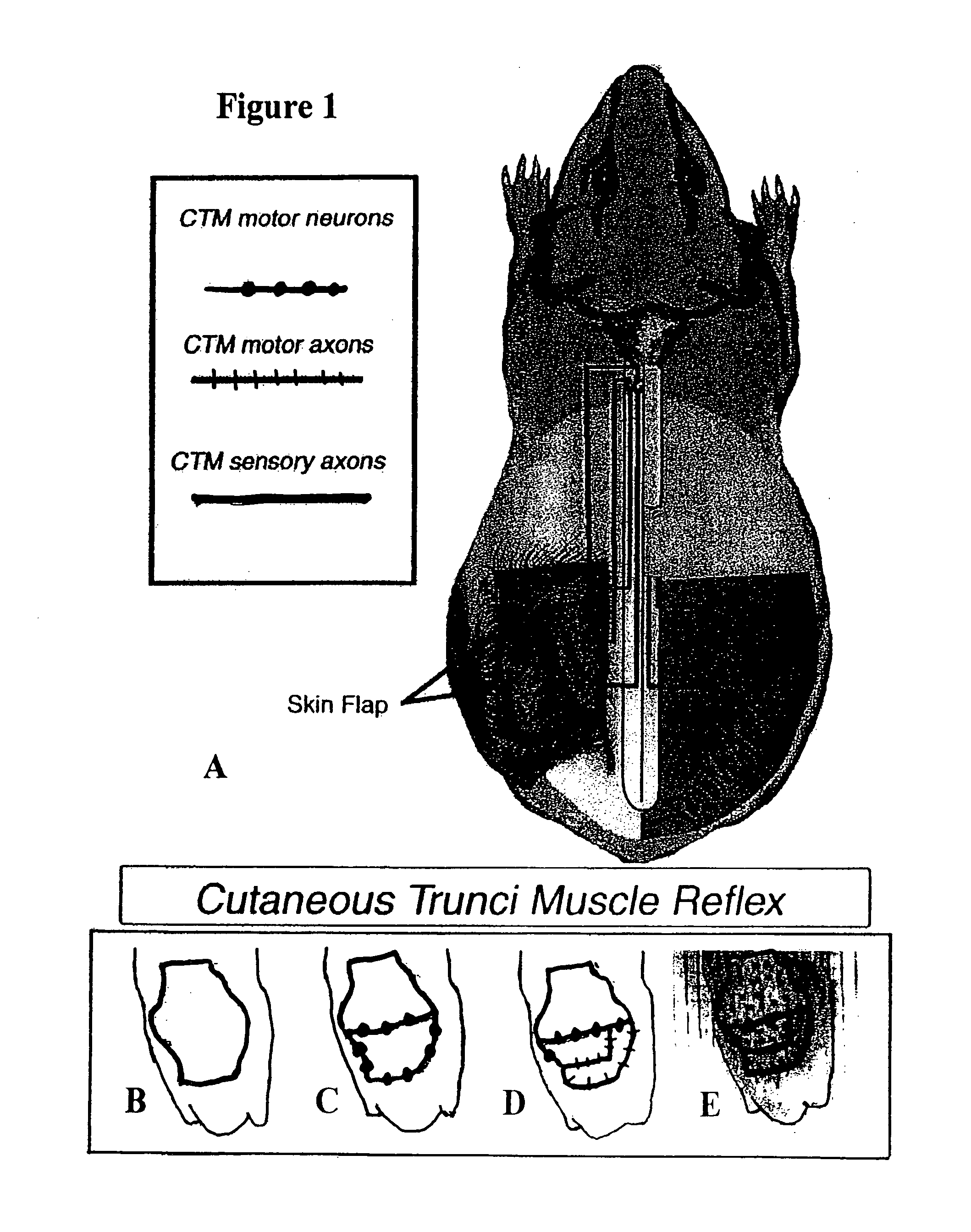 Method of treatment for central nervous system injury