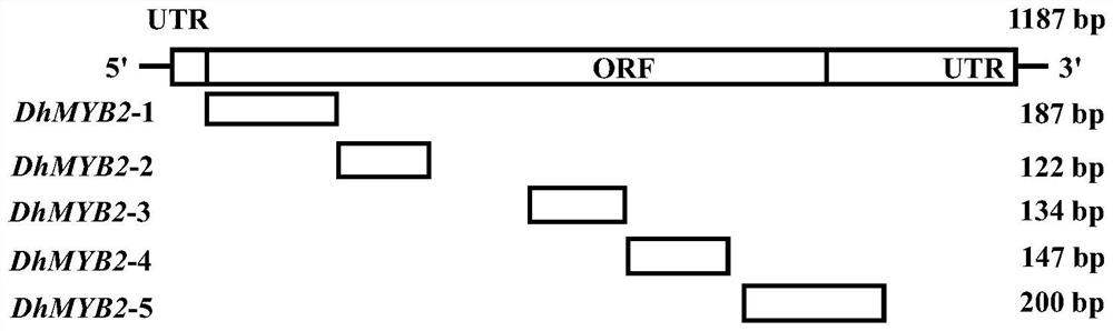 Method for instantaneously changing orchid color of dendrobium nobile by using DhMYB2 gene