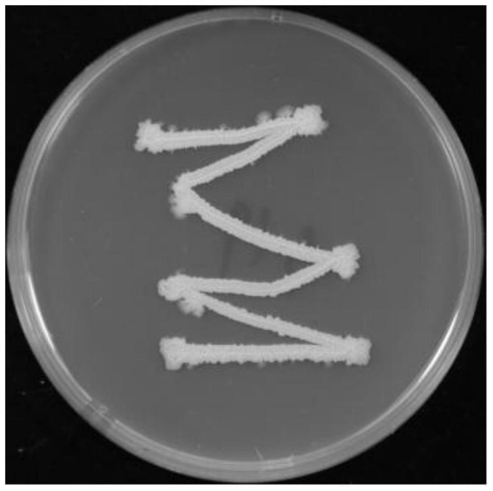 Bacillus velezensis LJBV19 and application thereof
