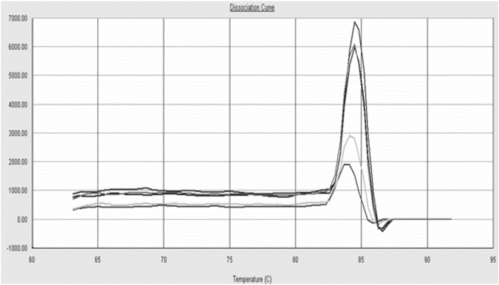 Chicken poison mycoplasma fluorescent quantitative detection kit and detection method thereof