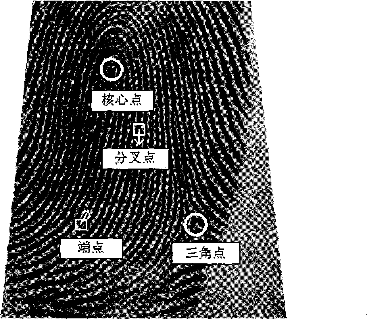 Deformation finger print matching method based on curve coordinate system and transferred reference node