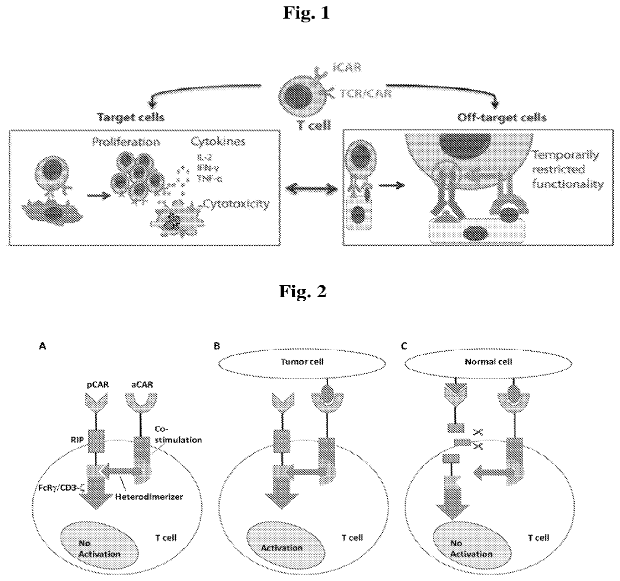 Universal platform for car therapy targeting a novel antigenic signature of cancer