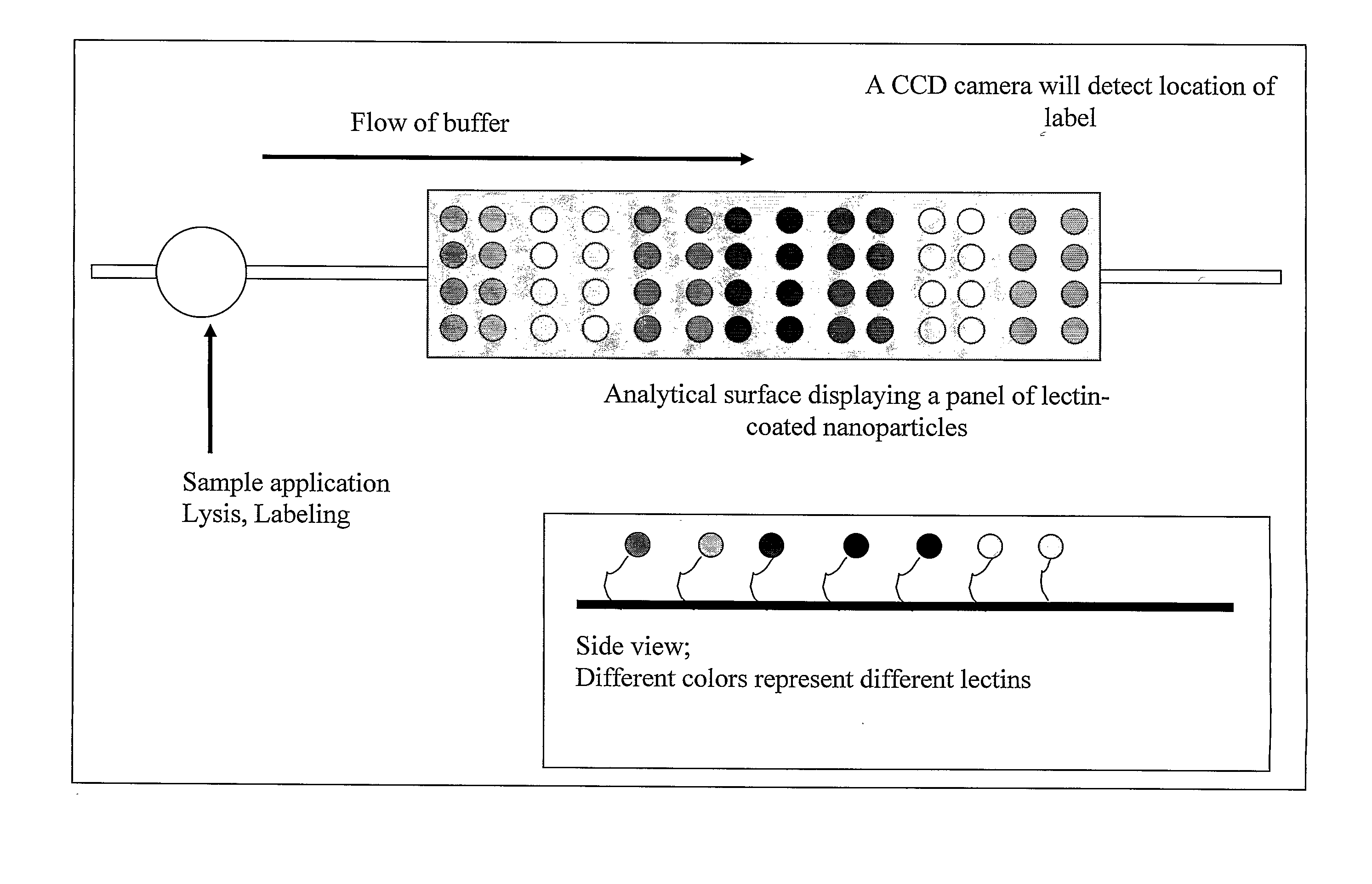 Device and Method for Protein Analysis