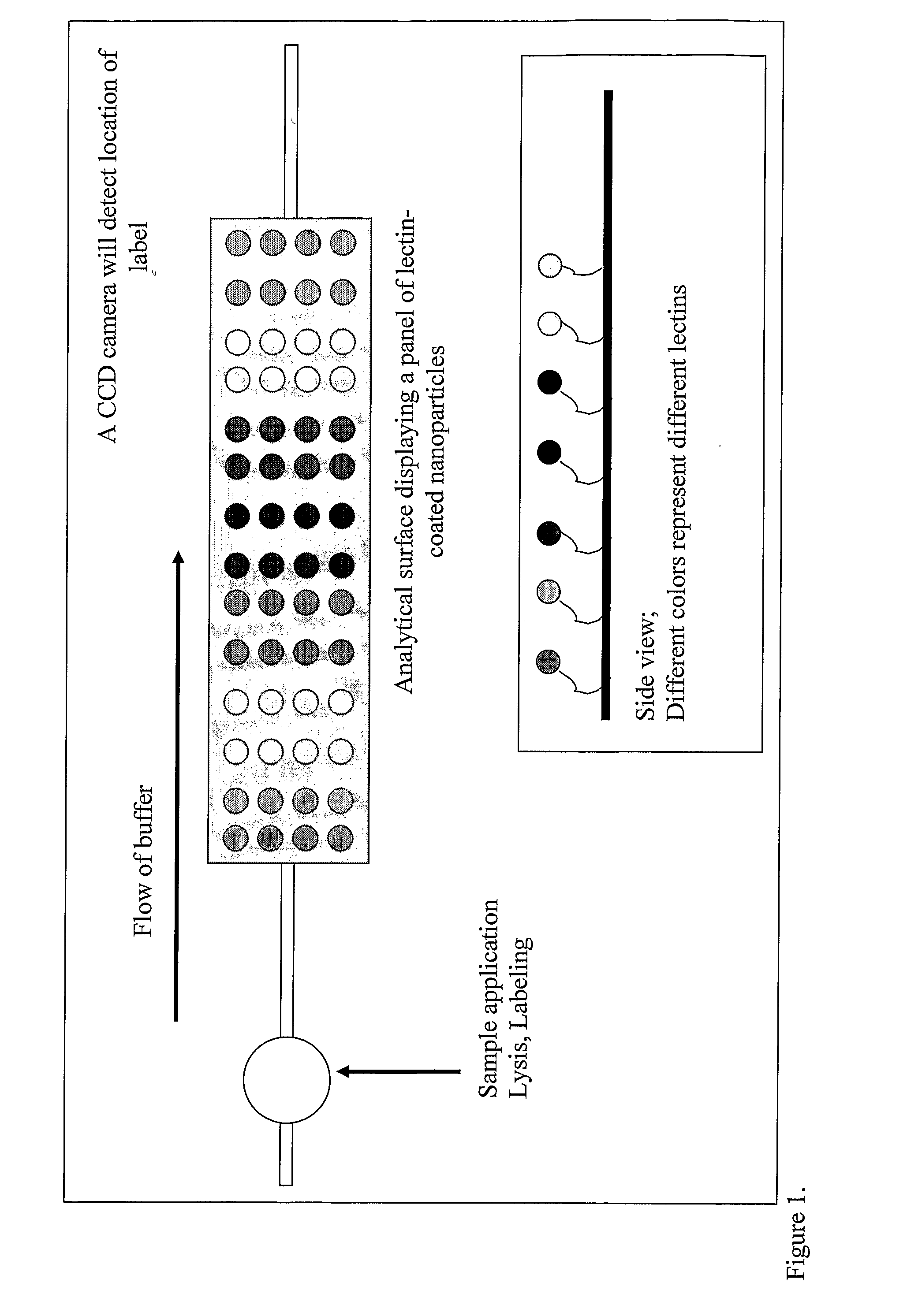 Device and Method for Protein Analysis