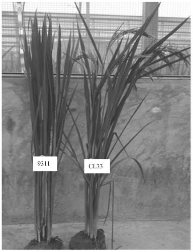 InDel molecular markers for assisted selection of early heading genes of rice and application of InDel molecule marker