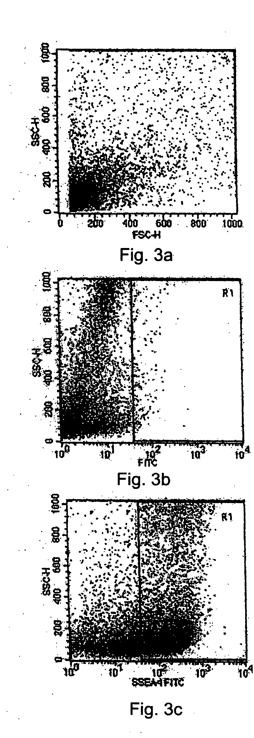 Tissue system with undifferentiated stem cells derived from corneal limbus
