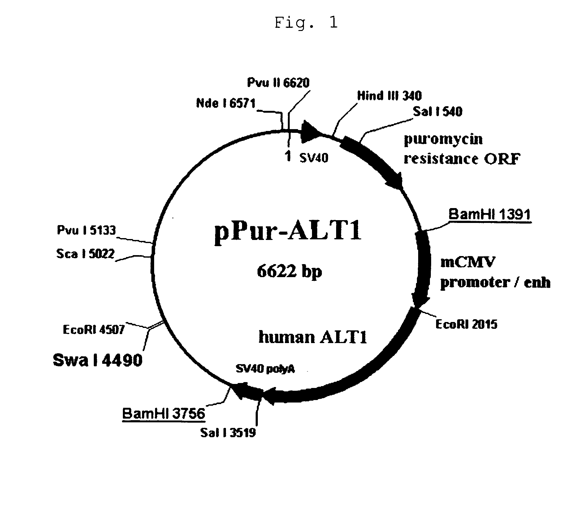 Method of producing heterogeneous protein