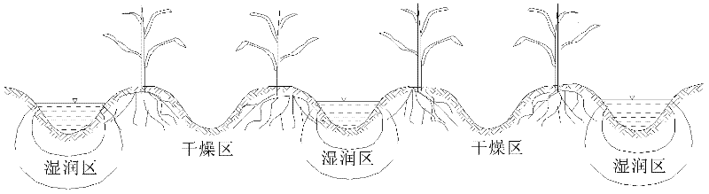 Alternate partial root-zone irrigation controller and alternate partial root-zone irrigation system